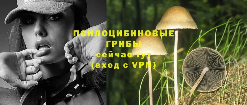 где купить   Вилюйск  Галлюциногенные грибы Psilocybine cubensis 